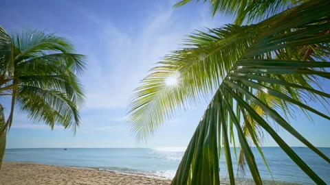 Sun Shining Through Palm Tree on Tropical Beach. Stock Footage 283448462