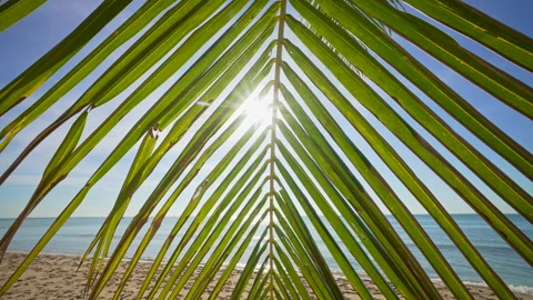 Sun Shining Through Palm Tree on Tropical Beach. Stock Footage 288577416