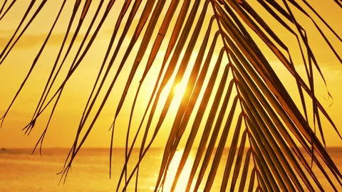 Sun Shining Through Palm Tree on Tropical Beach. Video stock 290301973