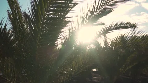 Sun shining through palm tree leaves on a breezy day Stock Footage 293082624