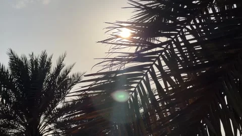 Sun shining through palm tree branches. Sunset in a warm place. Silhuette o.. Stock Footage 338320951