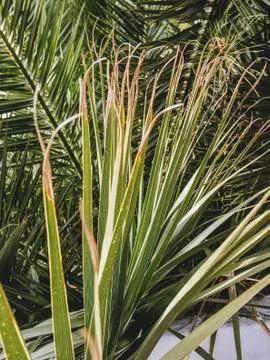 Sun is shining through palm tree leaves. Retro toned photo of tropical tree f Stock Photos