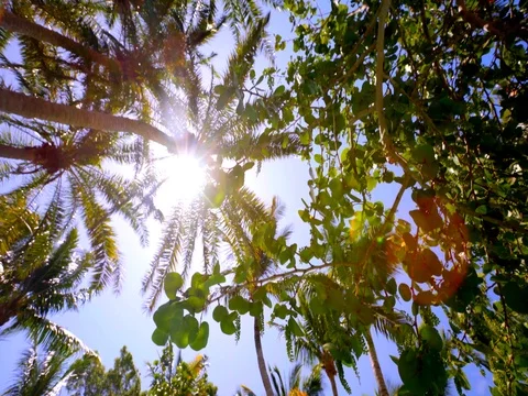 Sun Shining Through Palm Trees Tracking Shot Stock Footage 74398813