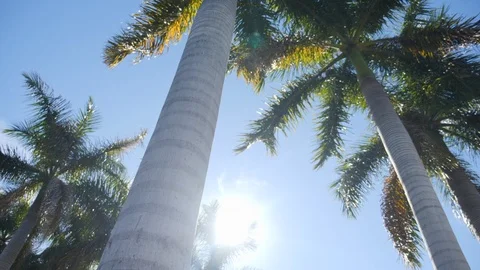 Sun shining through palm trees in Miami Stock Footage 127316262