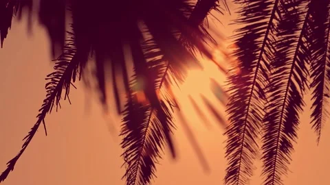Sun shining through palm trees. Palm tree silhouette during sunset Vídeo Stock 133159745