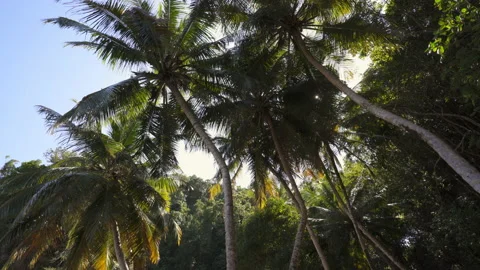 Sun shining through palm trees Stock Footage 137964436