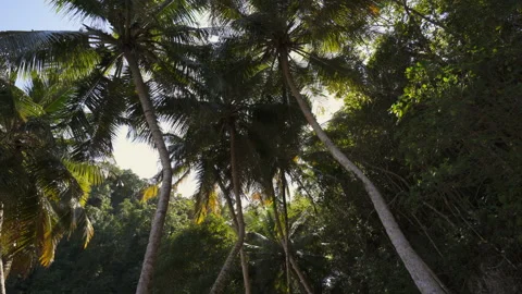Sun shining through palm trees on the beach Stock Footage 137964463