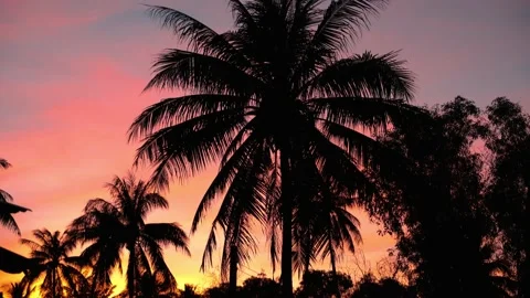 Sun shining through palm trees. Beautiful sunset and palm trees Stock-Footage 143843110