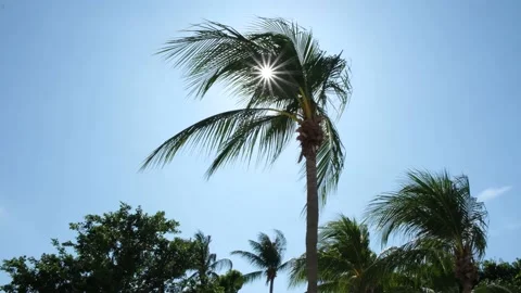 Sun Shining Through Palm Trees Moving Wind Stock Footage 144589342