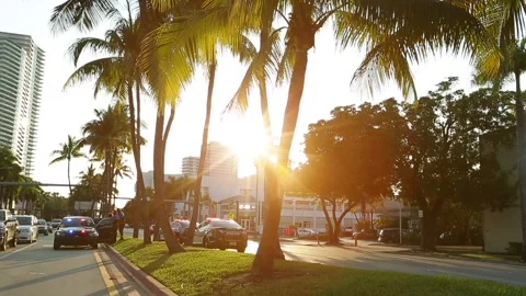 Sun is shining through the palm trees on the road with police cars, Miami, USA Stock Footage 155790702