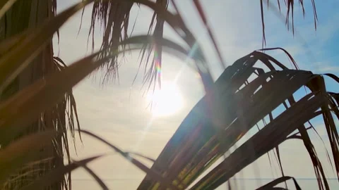 Sun Shining Through Palm Trees. Glare of the Sun and Leaves of a Palm Tree Stock Footage 240921635