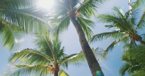 Sun shining through palm trees on tropical beach Stock Footage 305070182