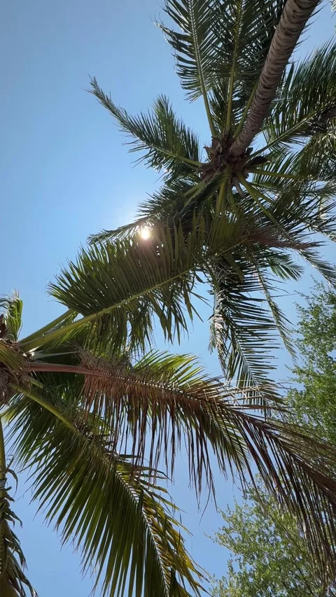 Sun shining through palm trees against blue sky, view from below Stock Footage 309175637