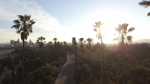 Sun shining through palms in drone clip of Los Angeles Video stock 86386868