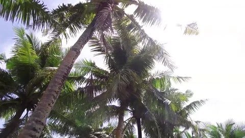 Sun shining through the palmtrees in Guam, USA Vidéo 130701623