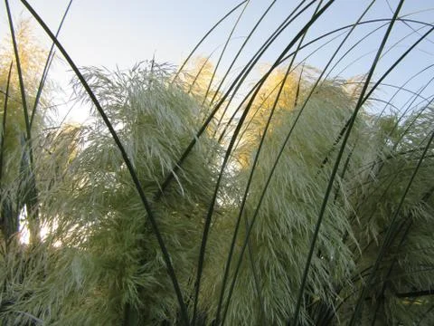 Sun shining through pampas grass plumes Stock Photos