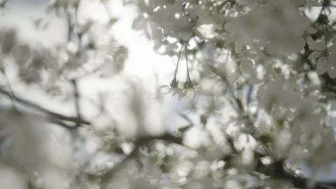 Sun shining through petals Stock Footage 341342447