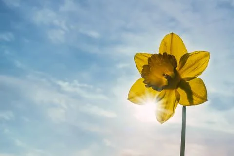 Sun shining through the petals of single daffodil Stock Photos
