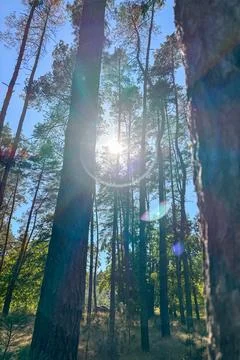 The sun shining through the pine forest canopy Stock Photos