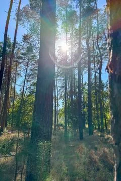 The sun shining through the pine forest canopy Stock Photos