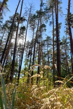 The sun shining through the pine forest canopy Stock Photos