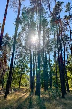 The sun shining through the pine forest canopy Stock Photos