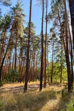 The sun shining through the pine forest canopy Stock Photos