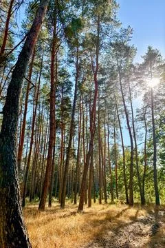 The sun shining through the pine forest canopy Stock Photos