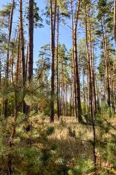 The sun shining through the pine forest canopy Stock Photos