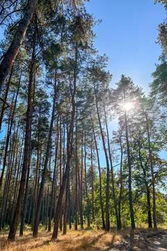 The sun shining through the pine forest canopy Stock Photos