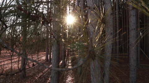 Sun Shining through Pine Needles Stock Footage 48908723