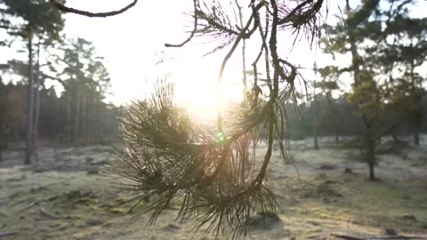 Sun shining through pine needles in a forest Видео 293082102