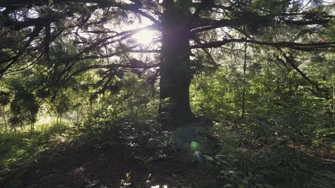 Sun shining through pine tree branches in thick forest Stockbeeldmateriaal 88259334