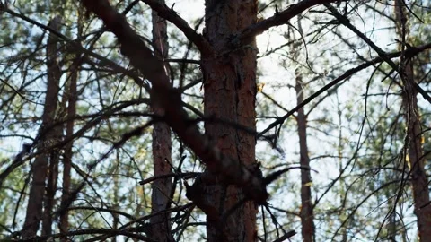 Sun is shining through the pine tree in a young, natural forest Stock Footage 255075130