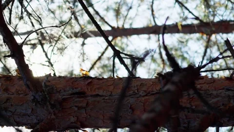 Sun is shining through the pine tree in a young, natural forest vertical Stock Footage 256994137