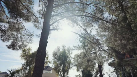 Sun shining through pine tree branches low angle in Arizona Video stock 347968413