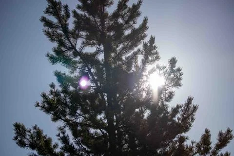 Sun Shining Through Pine Tree Lens Flare Stock Photos