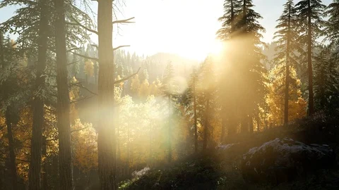 Sun Shining Through Pine Trees in Mountain Forest Stock Footage 105563540