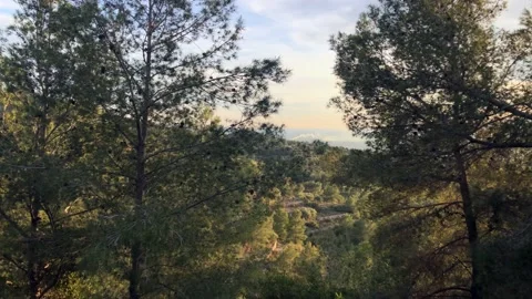 Sun shining through pine trees in the countryside Stock Footage 152395579