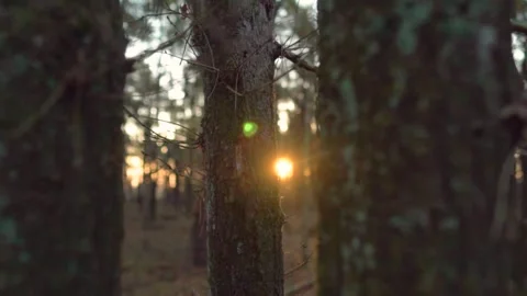 Sun shining through pine trees in a forest Stock Footage 292924348