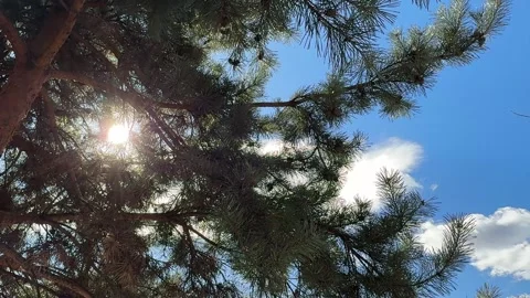 Sun shining through pine trees Video stock 313816953