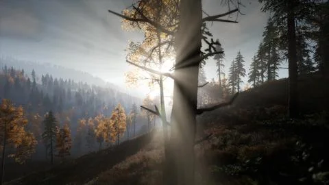 Sun Shining Through Pine Trees in Mountain Forest Stock Illustration