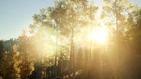 Sun Shining Through Pine Trees in Mountain Forest Stock Illustration