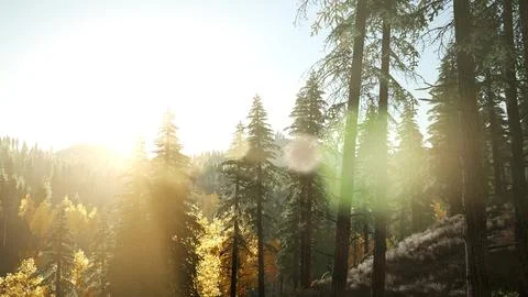 Sun Shining Through Pine Trees in Mountain Forest Stock Illustration