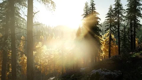 Sun Shining Through Pine Trees in Mountain Forest Stock Illustration