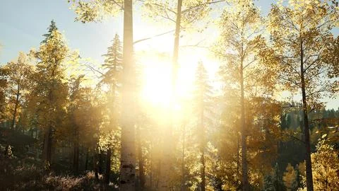 Sun Shining Through Pine Trees in Mountain Forest Stock Illustration