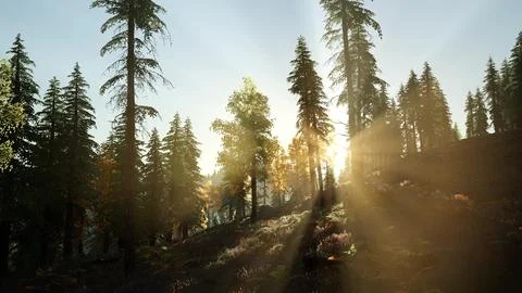 Sun Shining Through Pine Trees in Mountain Forest Stock Illustration