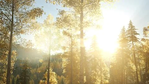 Sun Shining Through Pine Trees in Mountain Forest Stock Illustration