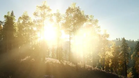 Sun Shining Through Pine Trees in Mountain Forest Stock Illustration