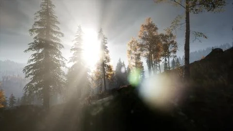 Sun Shining Through Pine Trees in Mountain Forest Stock Illustration